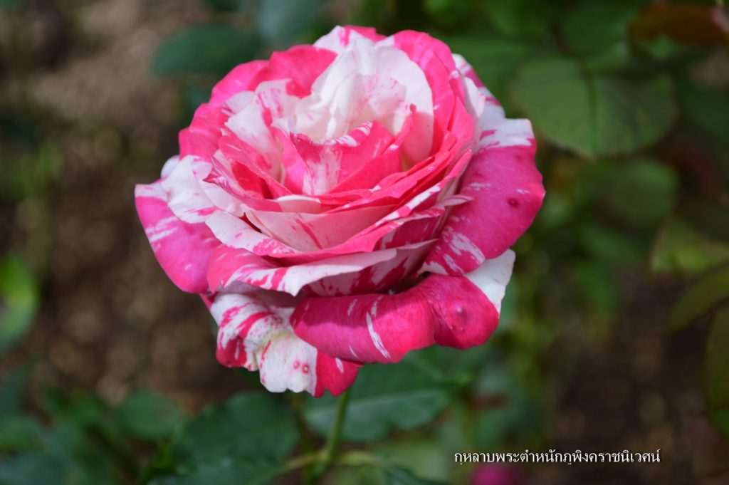 กุหลาบพระตำหนักภูพิงค์ราชนิเวศน์, กุหลาบ, กุหลาบสีชมพู, กุหลาบภูพิงศ์, ดอกไม้, flower, rose, pink rose