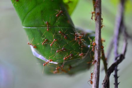 เพลงมดตัวน้อย, มด, มดแดง, Ants, รังมดแดง, มดแดงทำรัง