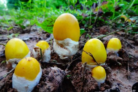 เห็ด, เ ห็ ด ร ะ โ ง ก, mushroom, เห็ดสีเหลือง, เห็ดระโงกสีเหลือง, สีเหลือง