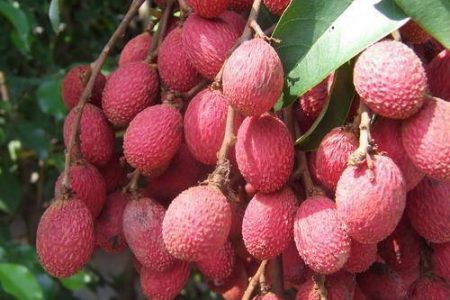 บักแงว, ผลไม้, fruit, มะแงว, มะแงะ, คอแลน, คอลัง, ลิ้นจี่ป่า,