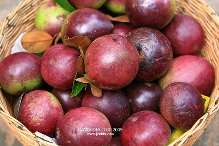 บักน้ำนม, star apple, สตาร์แอปเปิ้ล, บักยาง, แอปเปิ้ลน้ำ, ต้นหมากนม,