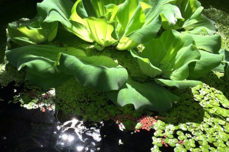 จอก, water lettuce, ผักกอก, กากอก, ต้าฝูผิง, ไต่ผู้เพี้ย, วัชพืชน้ำ,