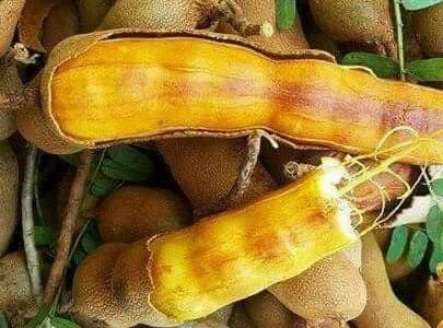 บักขามเหิ่ม (มะขามใกล้สุก), มะขาม, บักขาม, บักขามเหิ่ม, มะขามใกล้สุก, tamarind,