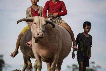 Riding a buffalo, buffalo, ขี่ควายด่อน, ควายด่อน, ควาย, ควายเผือก, เด็ก, เด็กขี่ควาย, คนอีสาน, อีสาน, อีสานบ้านเฮา, เลี้ยงควาย, เด็กเลี้ยงควาย,