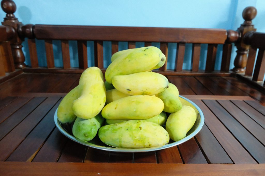 มะม่วง, มะม่วงมหาชนก, ลูกมะม่วง, ผลมะม่วง, ผลไม้, มหาชนก, mango, Mahachanok , Rainbow Mango, ตระกร้า, ตระกร้าใส่มะม่วง, มะม่วงในตระกร้า, 