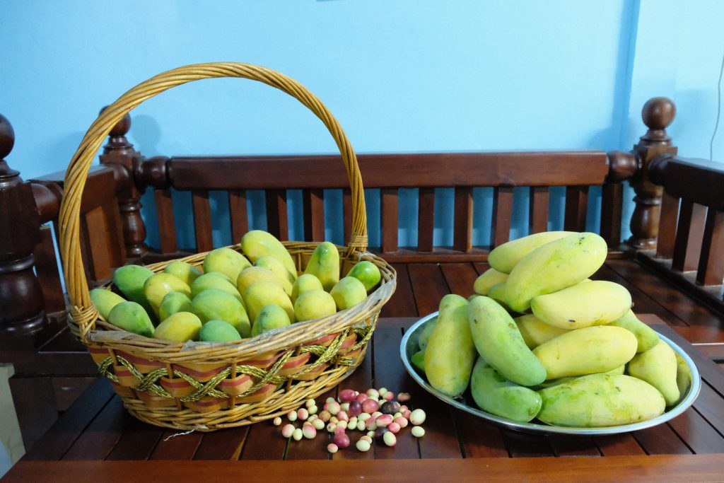 มะม่วง, มะม่วงมหาชนก, ลูกมะม่วง, ผลมะม่วง, ผลไม้, มหาชนก, mango, Mahachanok , Rainbow Mango, ตระกร้า, ตระกร้าใส่มะม่วง, มะม่วงในตระกร้า, 