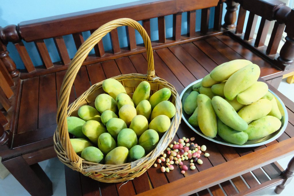 มะม่วง, มะม่วงมหาชนก, ลูกมะม่วง, ผลมะม่วง, ผลไม้, มหาชนก, mango, Mahachanok , Rainbow Mango, ตระกร้า, ตระกร้าใส่มะม่วง, มะม่วงในตระกร้า, 