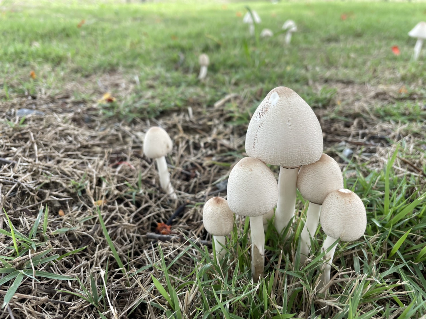 เห็ดพิษ poisonous mushroom