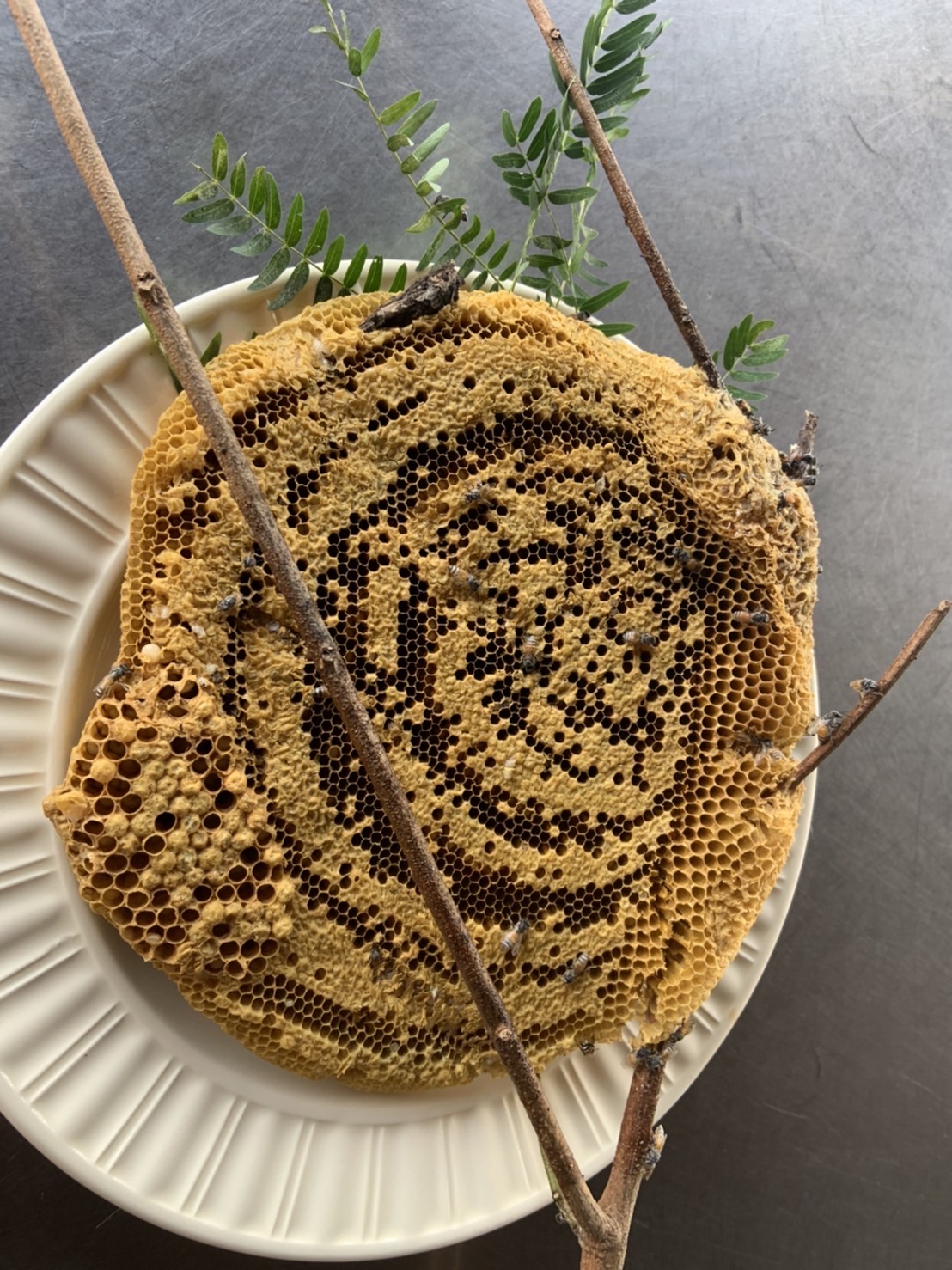 ฮังมิ่ม (รังผึ้ง) honeycomb